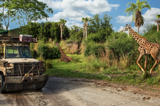 sebuah truk mengemudi di samping jerapah selama perjalanan safari kilimanjaro di taman hiburan kerajaan hewan disney