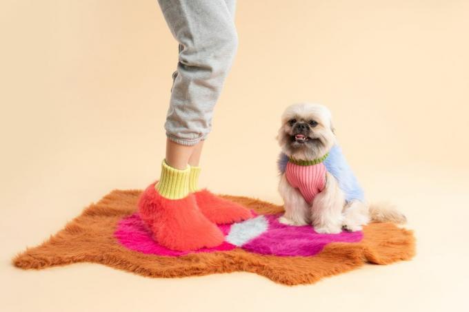 seekor anjing mengenakan sweter dan kemeja merah muda