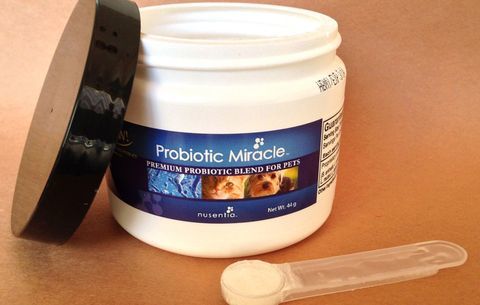 pet suplemen probiotik